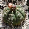 Gymnocalycium_oehmeanum